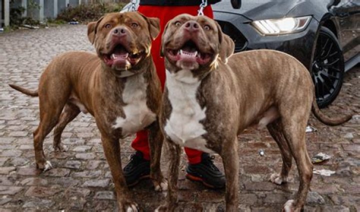 American XL Bully Dogs in the UK: Recent Proclamations and Insights - SarkariResult