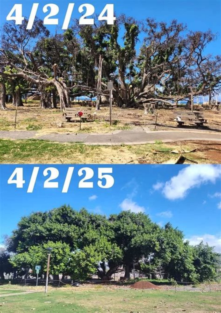 Lahaina's 150-Year-Old Banyan Tree: Assessing Recovery After the Fire - SarkariResult